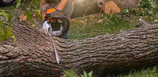 Trusted Edinburgh, IN Tree Services Experts